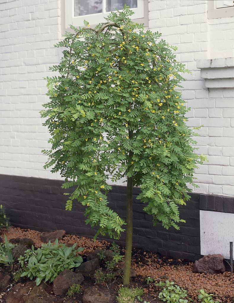 Hängkaragan - Caragana arborescens Pendula (Storlek: 120 stam co)