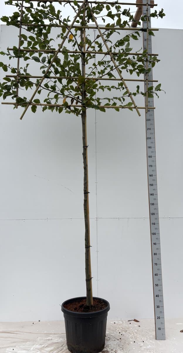 Avenbok Skärm - Carpinus betulus (Storlek: 190 stam 150bx120h skärm 8-10 C25)