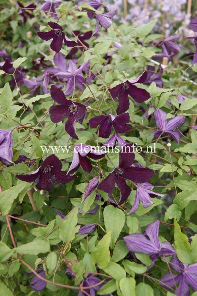 Italiensk Klematis - Clematis viticella Black Prince