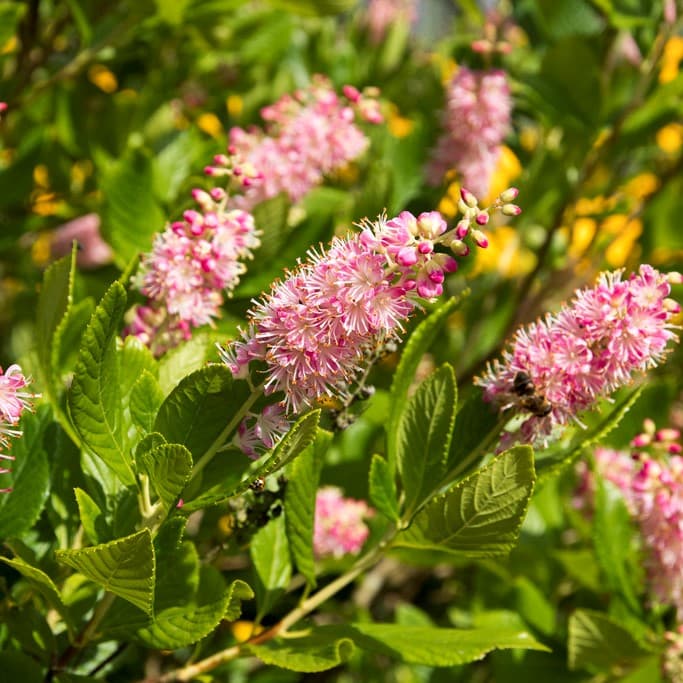 Konvaljbuske - Clethra alnifolia Ruby Spice (Storlek: 30-40 C3)