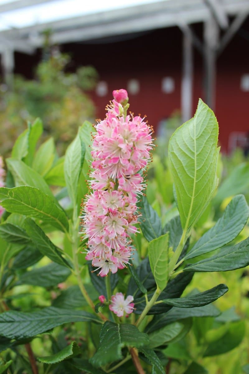 Konvaljbuske - Clethra alnifolia Ruby Spice (Storlek: 30-40 C3) view 2
