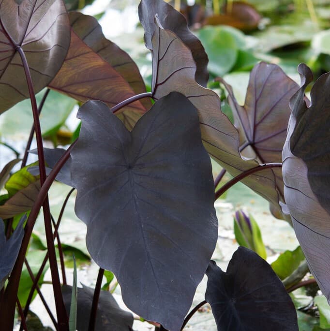 Taro Colocasia esculenta Black Magic 1st - Colocasia esculenta Black Magic