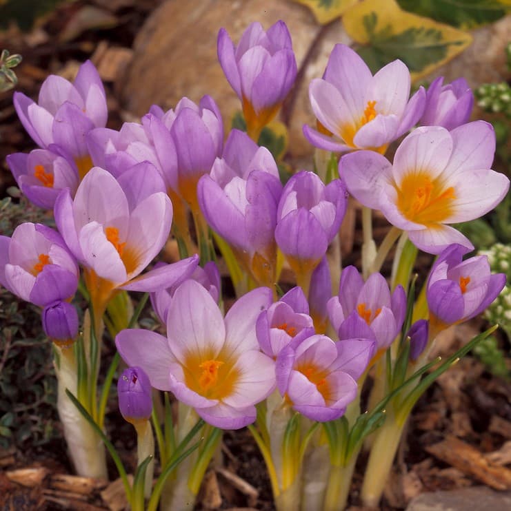 Grekisk Krokus 15st - Crocus sieberi Firefly