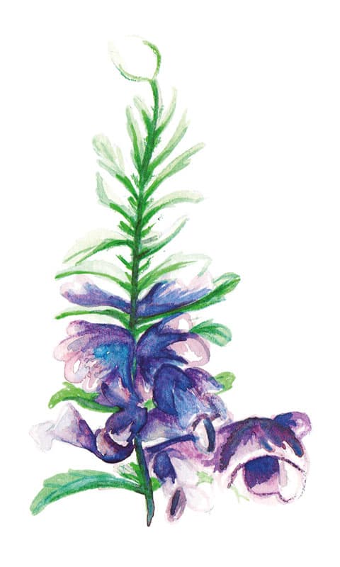 Turkisk Drakblomma - Dracocephalum moldavica
