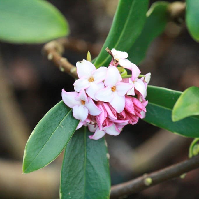 Dofttibast - Daphne odora Aureomarginata (Storlek: busk C2)