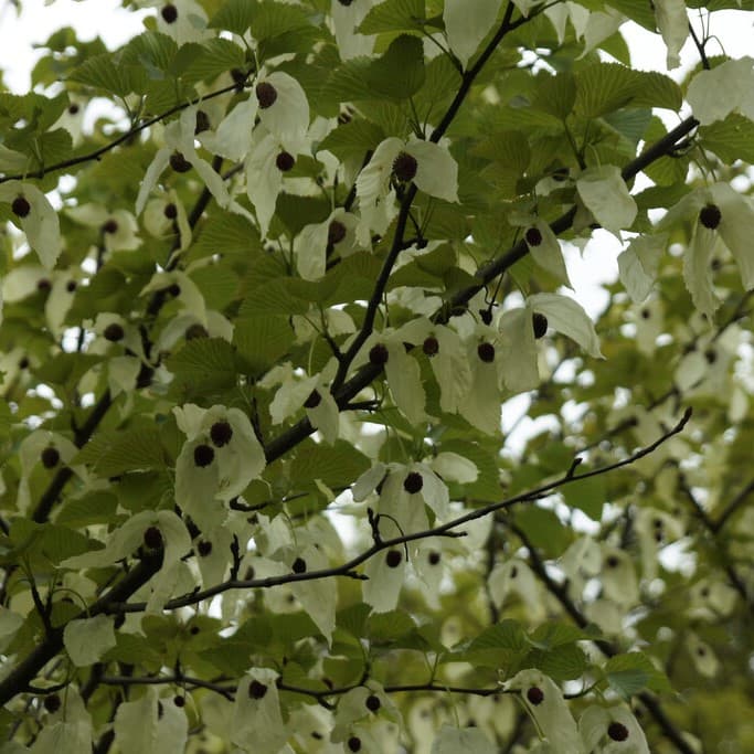 Näsduksträd, Duvträd - Davidia involucrata (Storlek: utr 150-175 C10)