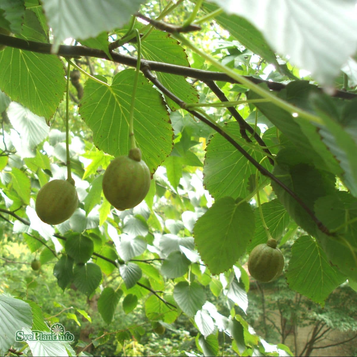 Näsduksträd, Duvträd - Davidia involucrata (Storlek: utr 150-175 C10) view 2
