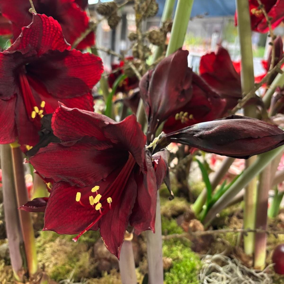 Amaryllis - Hippeastrum Andes Fire ®