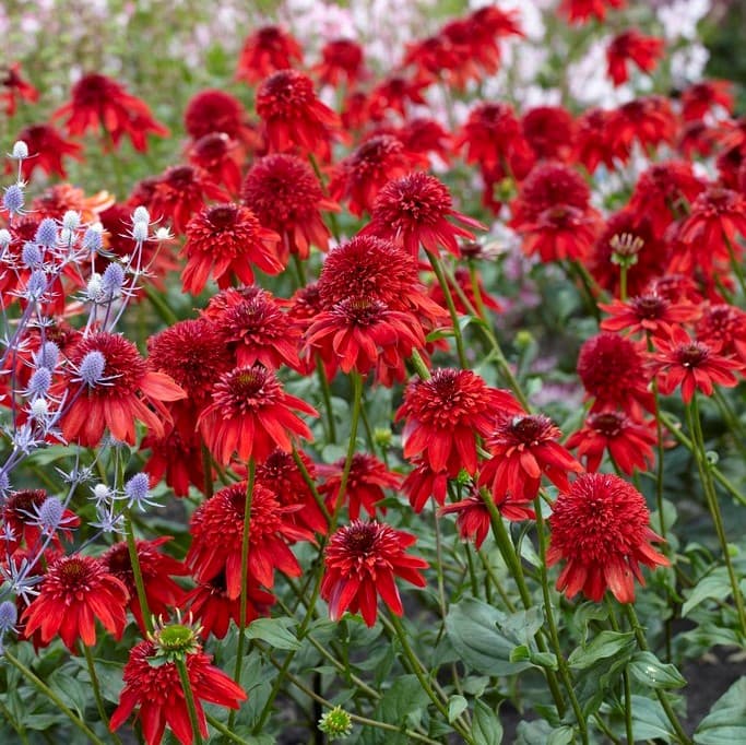 Solhatt - Echinacea hybr. Eccentric ® (Krukstorlek: 0,5-1L)