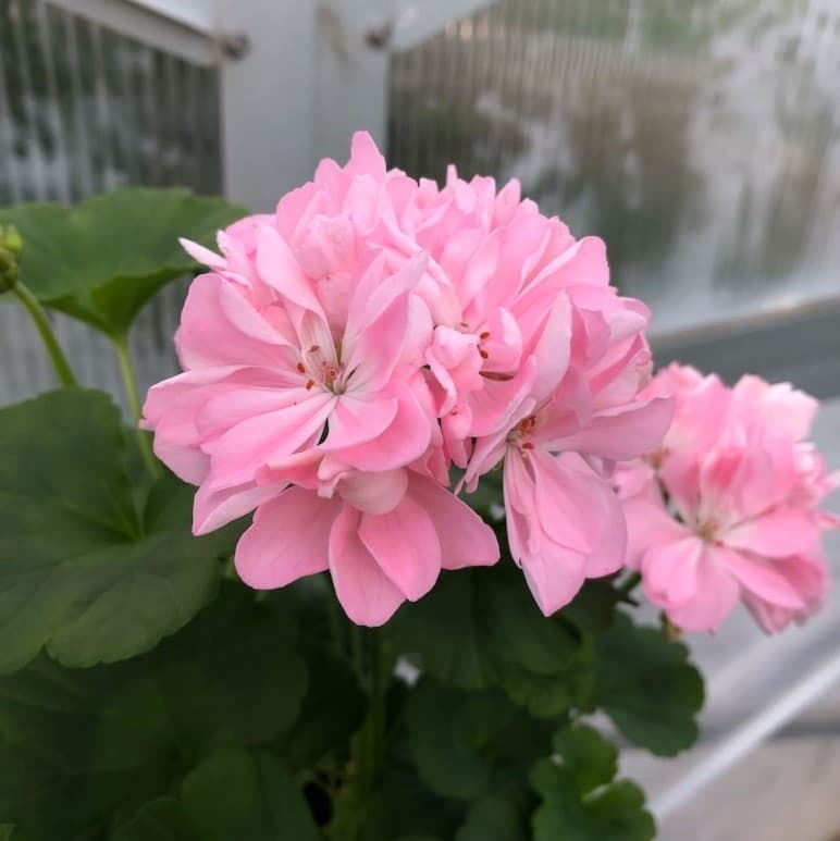 Dvärgpelargon, kruka - Pelargonium x hortorum Emma Hössler