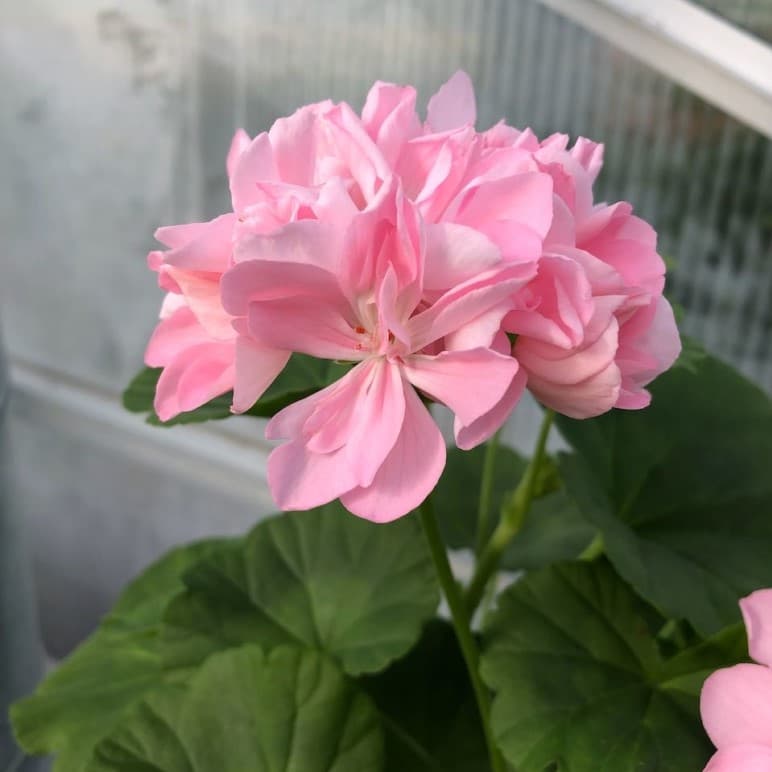 Dvärgpelargon, kruka - Pelargonium x hortorum Emma Hössler view 2
