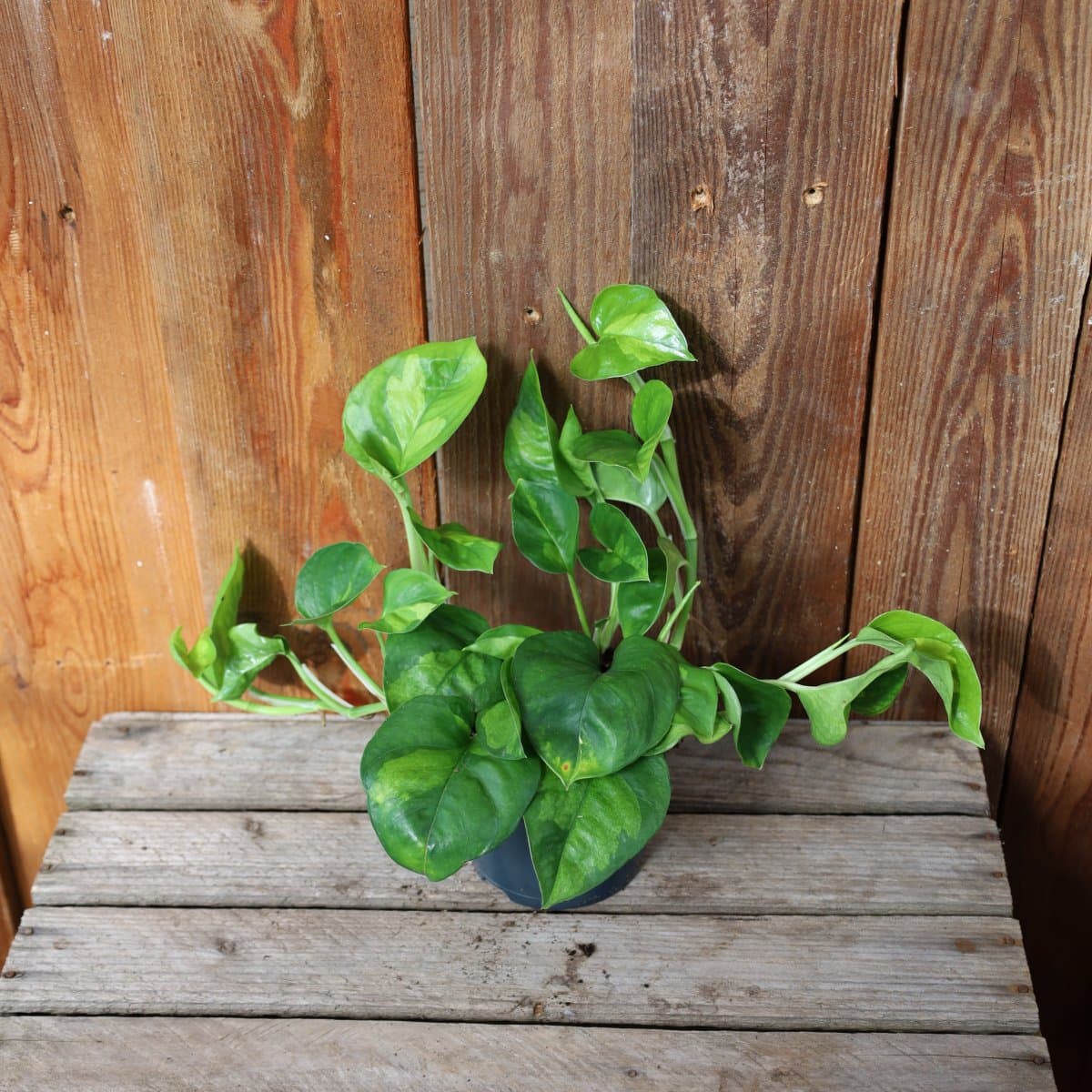 Epipremnum pinnatum Global Green