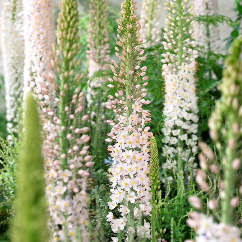 Jättestäpplilja 1st - Eremurus robustus