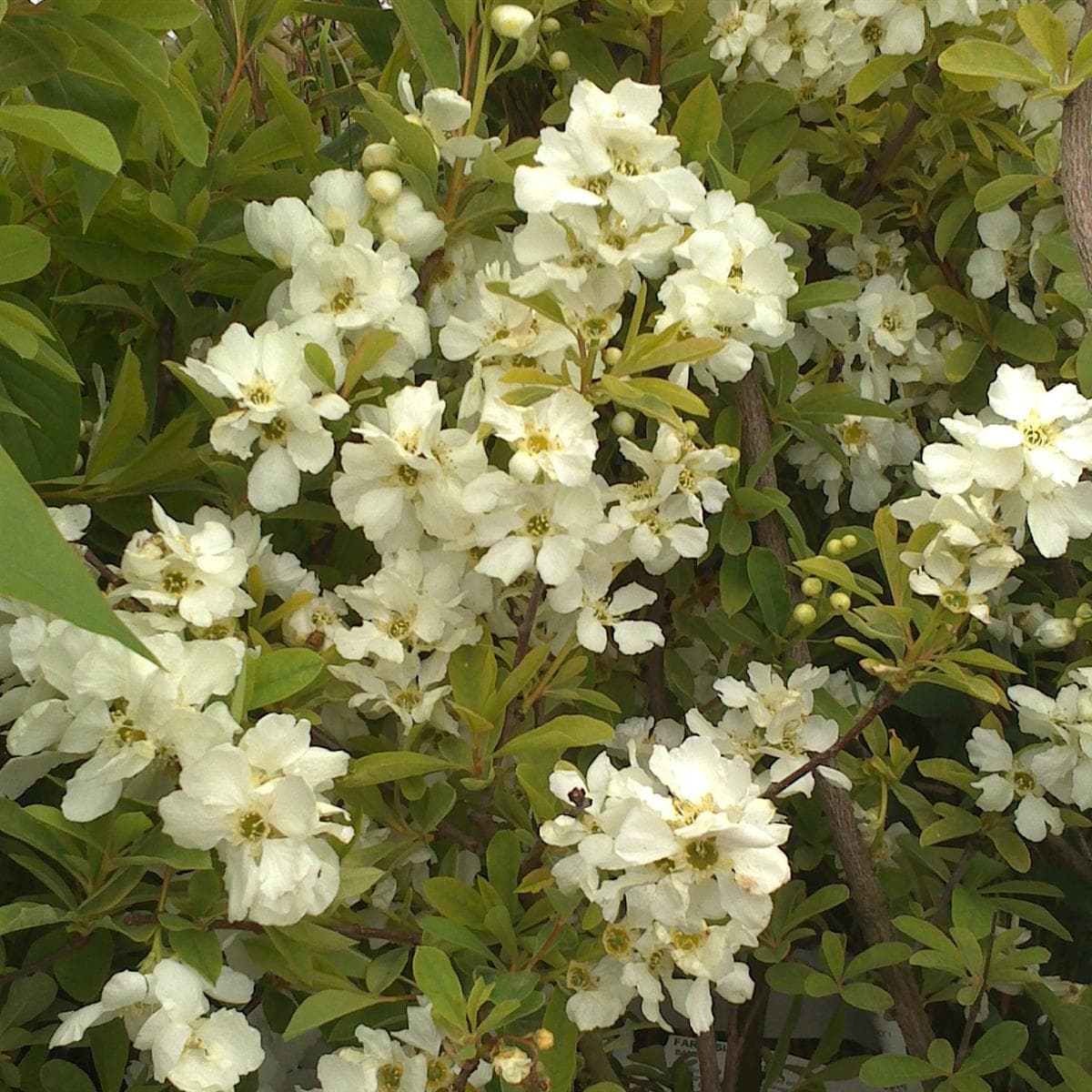 Dvärgpärlbuske - Exochorda x macrantha Niagara ® (Storlek: 50-60 co)
