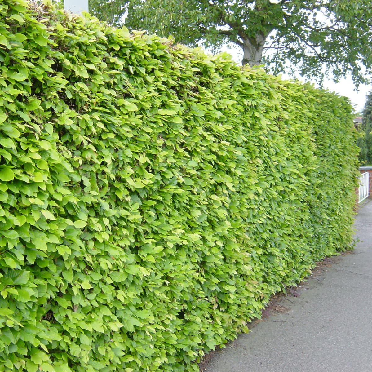 Bok 10-pack - Fagus sylvatica (Storlek: 50-80 barrot)