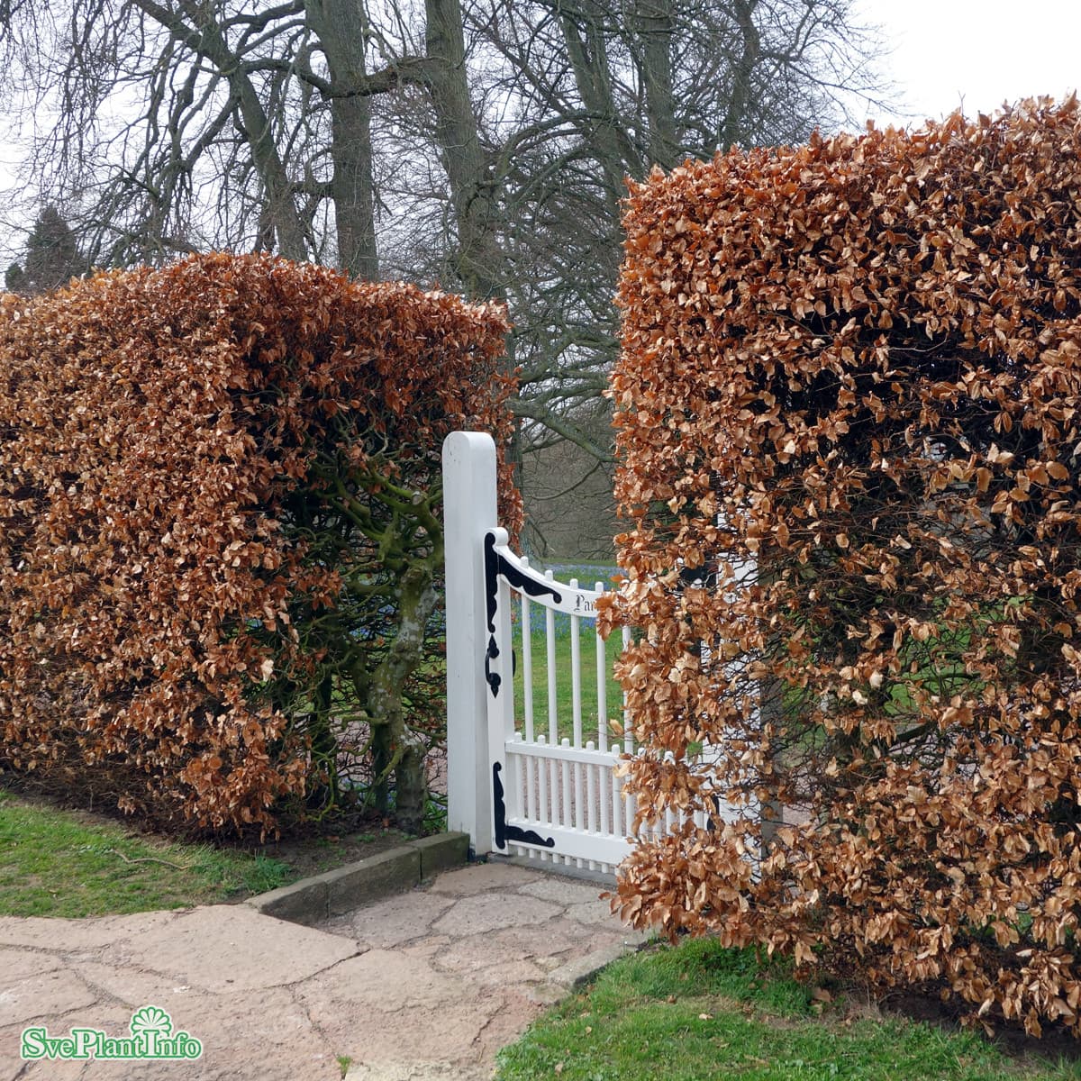 Bok 10-pack - Fagus sylvatica (Storlek: 50-80 barrot) view 2