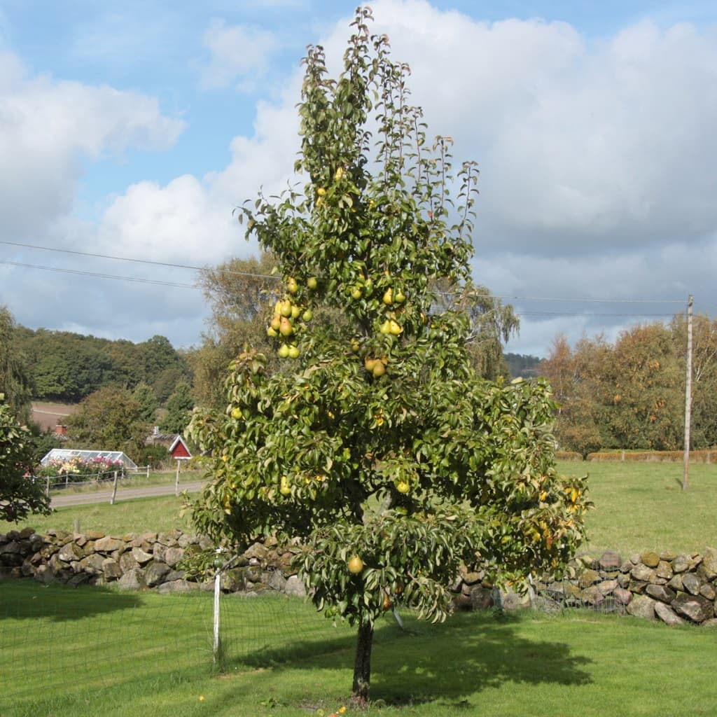Familjeträd Päron - Pyrus communis (Storlek: stam P. com 3 års co Zon 1-4)
