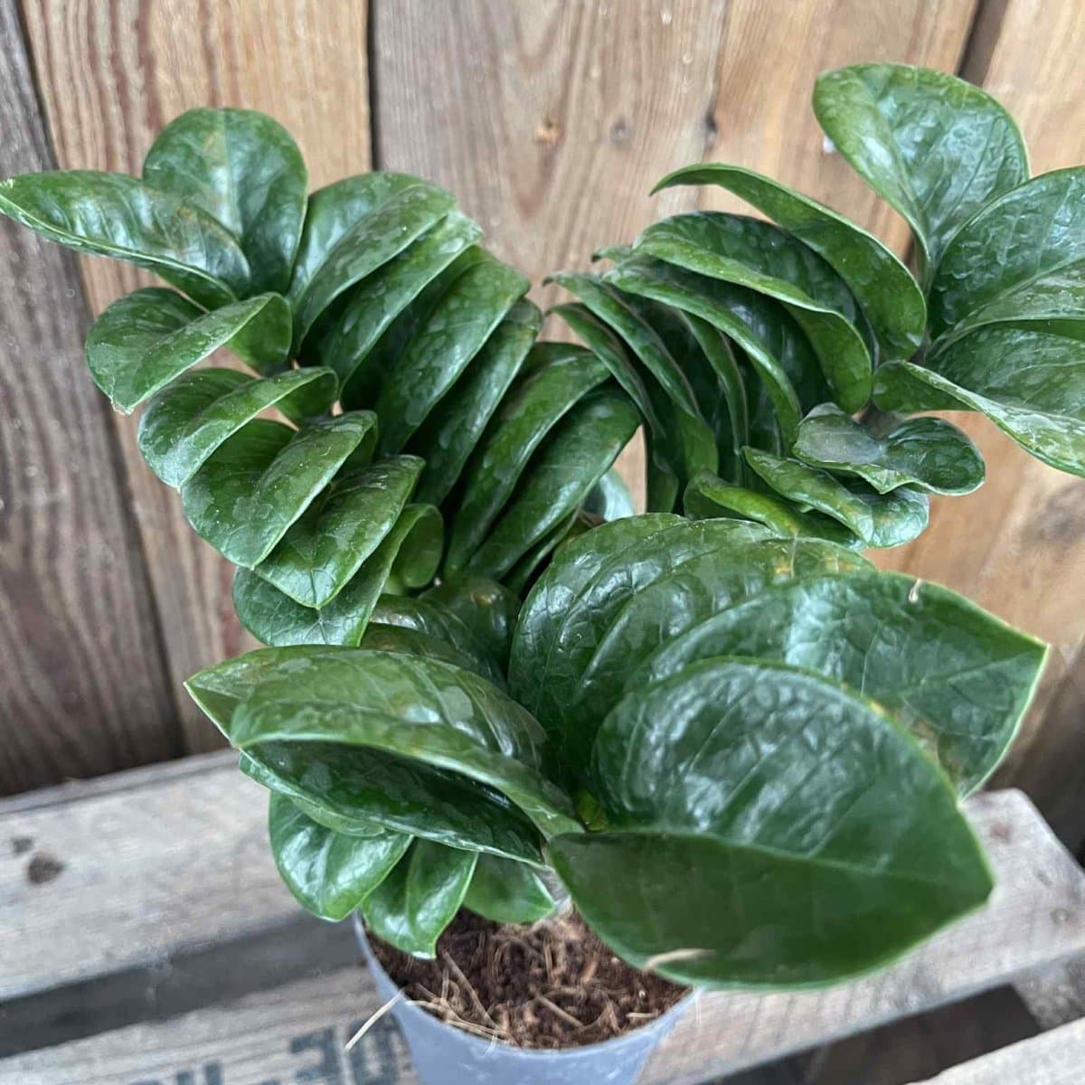 Garderobsblomma - Zamioculcas zamiifolia Zenzi (Krukstorlek: 11cm) view 2