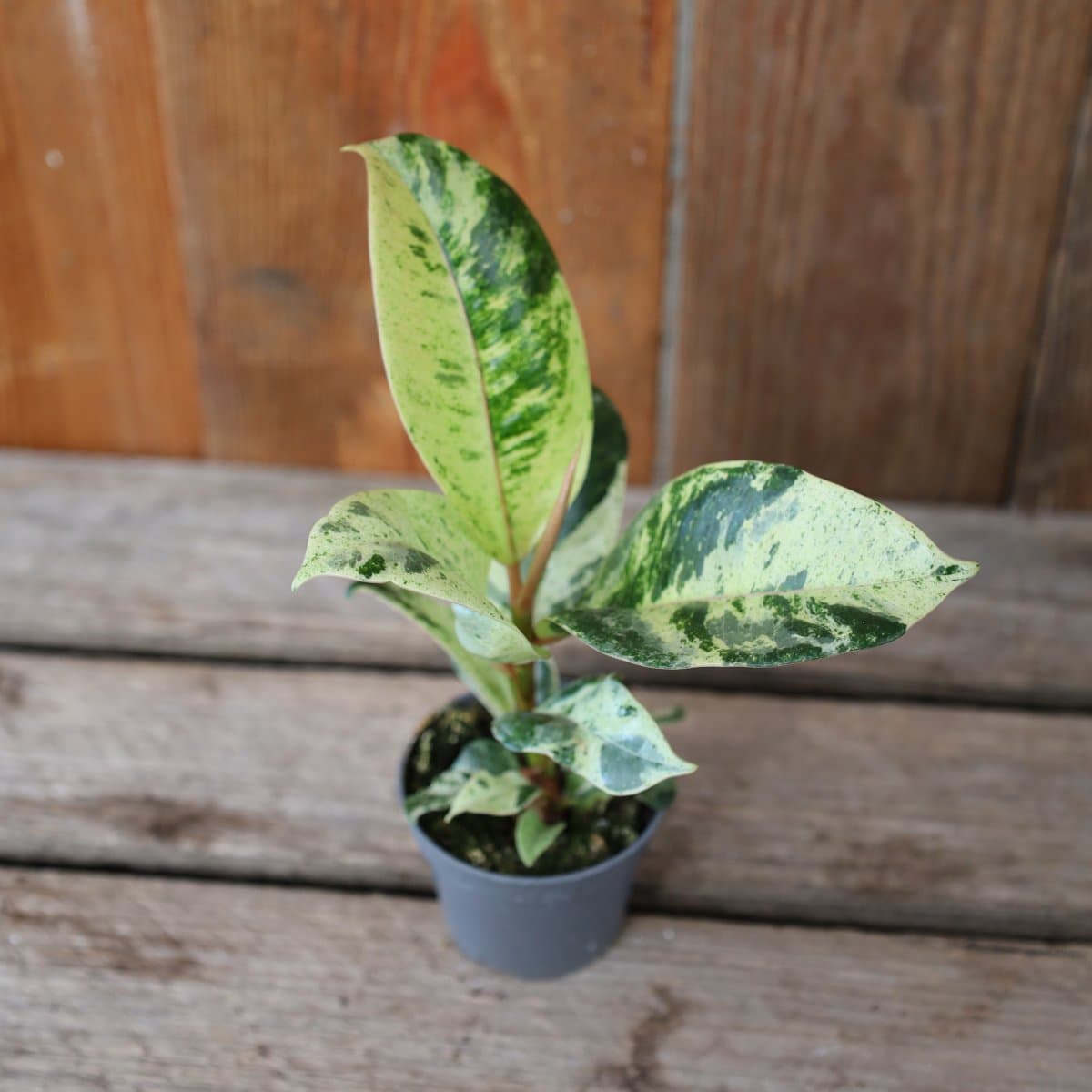 Ficus elastica shivereana ’Moonshine’, Ficus elastica - 6cm - Ficus elastica shivereana ’Moonshine’ (Storlek: 6cm)