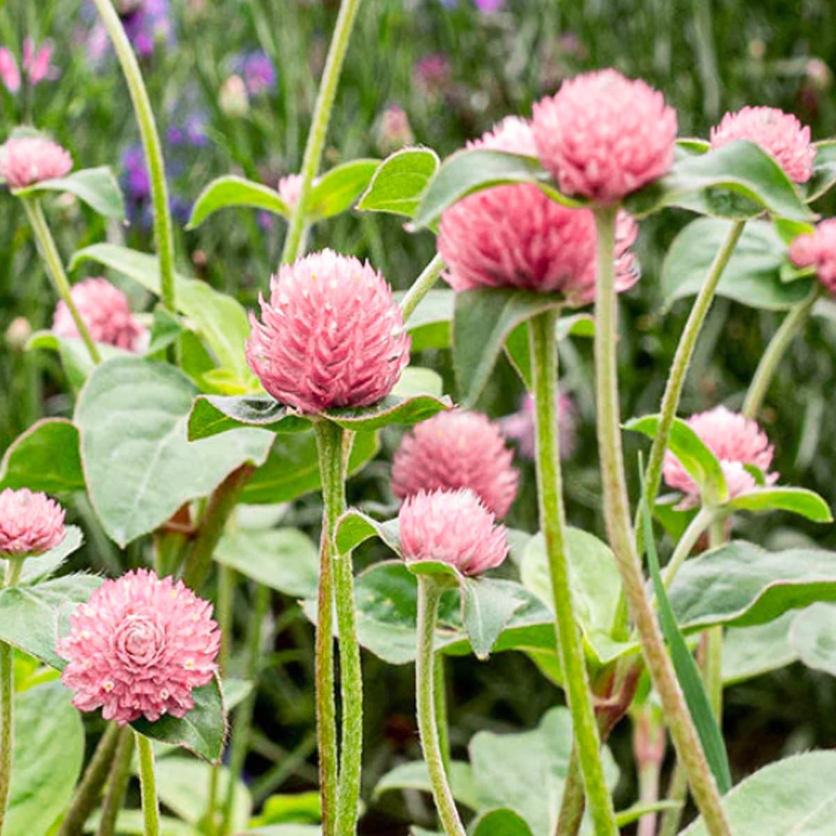 Klotamarant Salmon Pastel - Gomphrena globosa Salmon Pastel