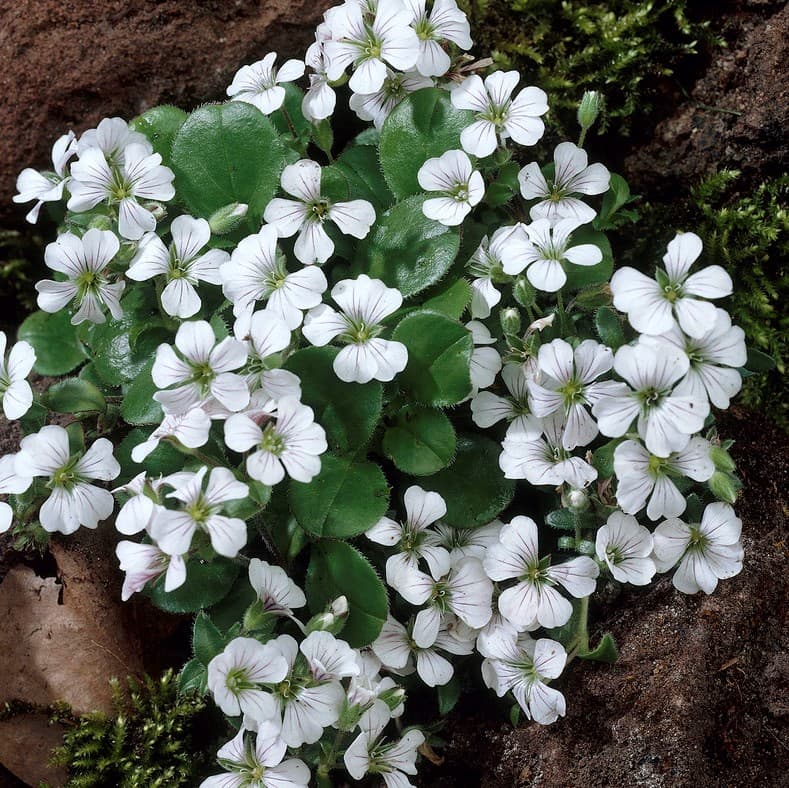 Mattslöja - Gypsophila cerastioides (Krukstorlek: 0,5-1L)