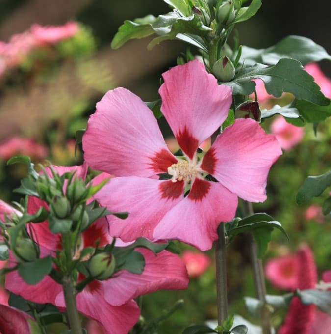 Frilandshibiskus - Hibiscus syriacus Woodbridge (Storlek: busk C2)