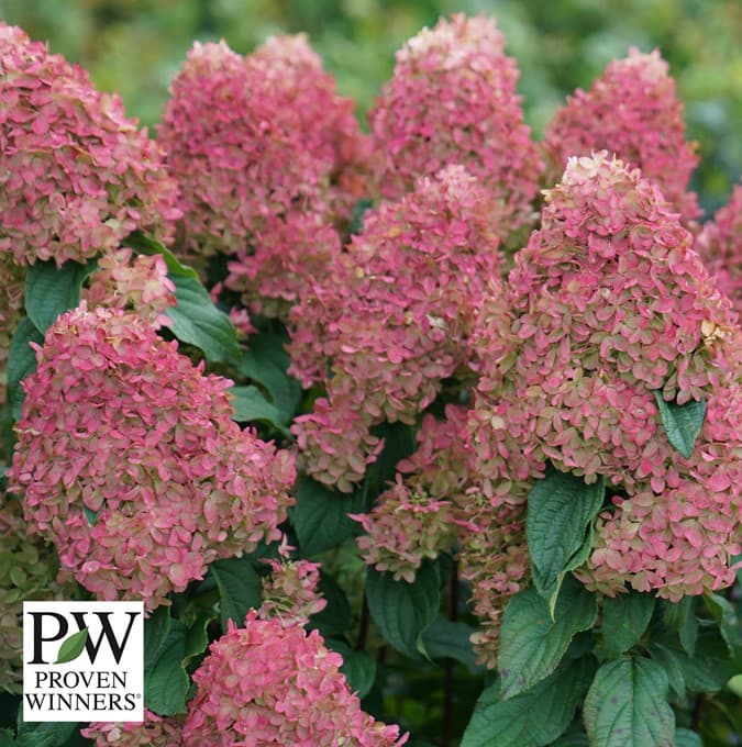 Vipphortensia - Hydrangea paniculata Quick Fire Fab ® (Storlek: busk C5)