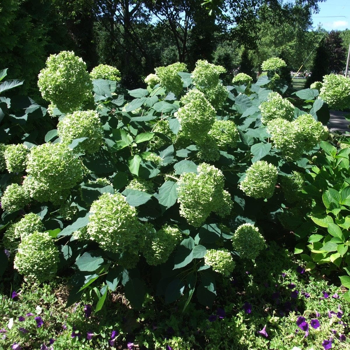 Vidjehortensia - Hydrangea arborescens Lime Rickey ® (Storlek: busk C5)