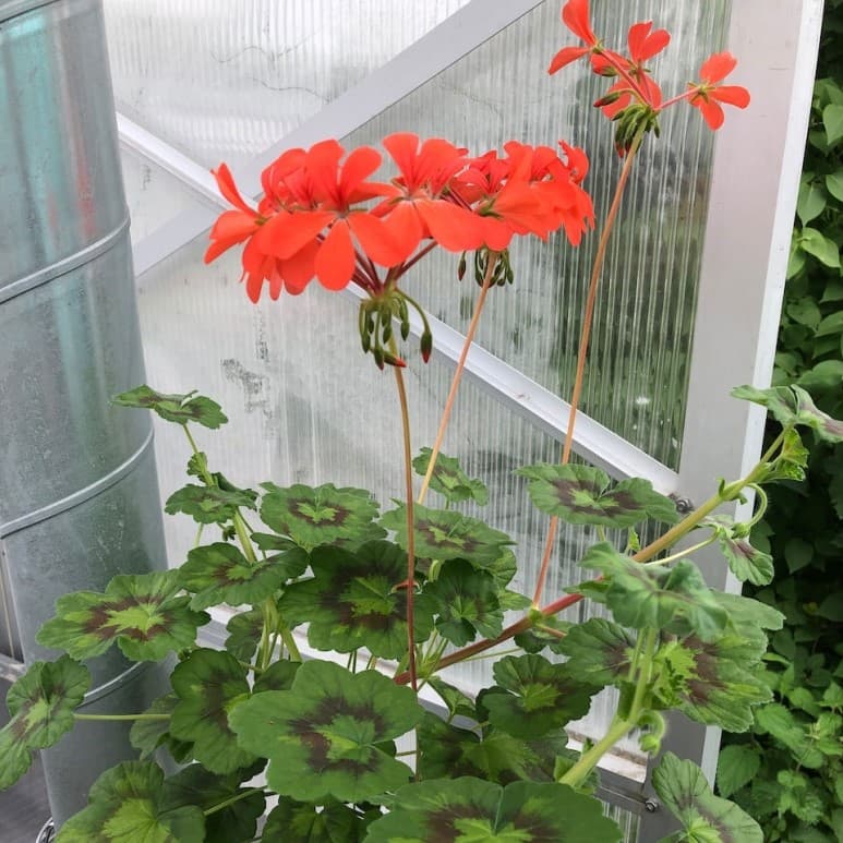 Dekorativpelargon, kruka - Pelargonium x hortorum Gazelle view 2