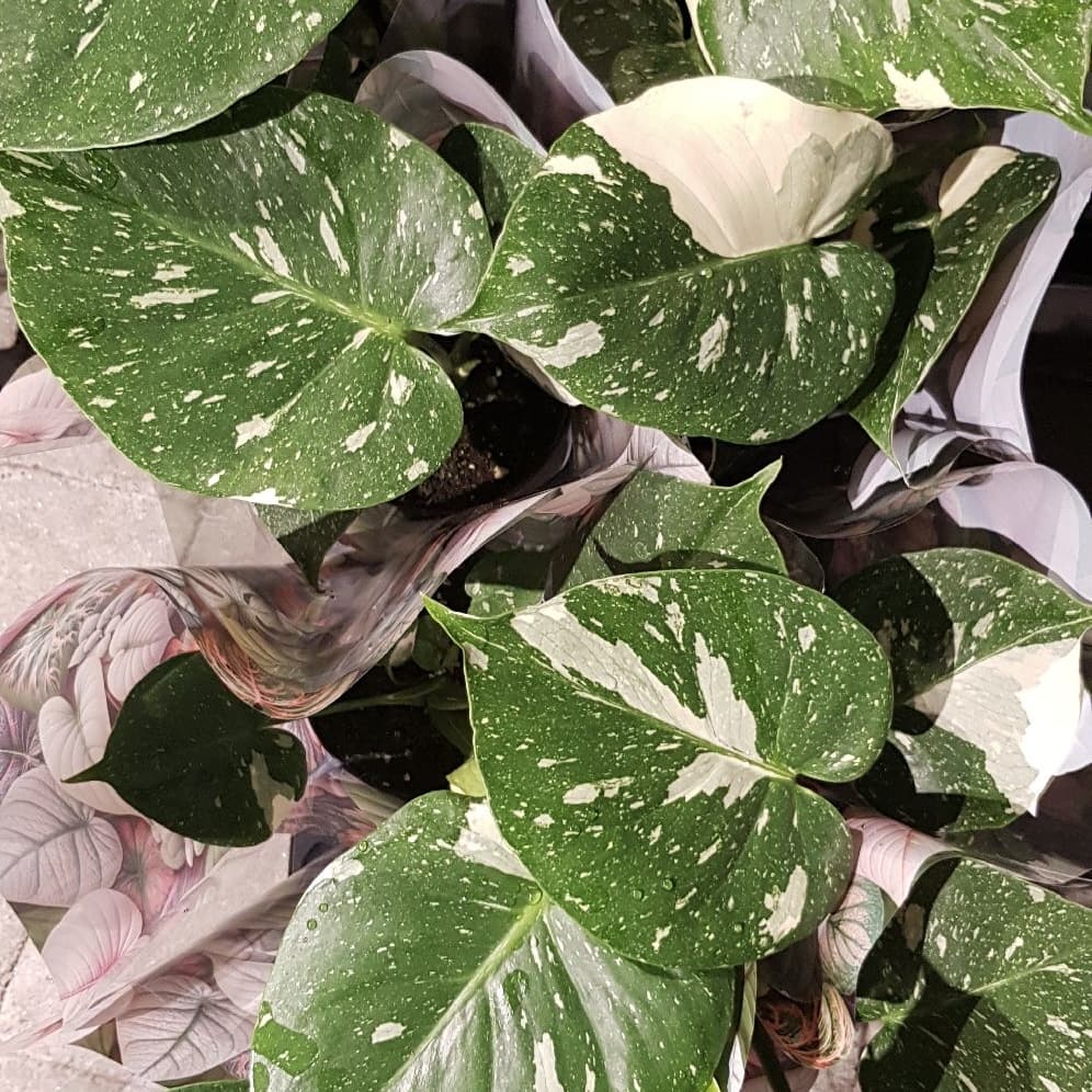 Monstera deliciosa Thai Constellation, Monstera Thai Constellation - Monstera deliciosa Thai Constellation