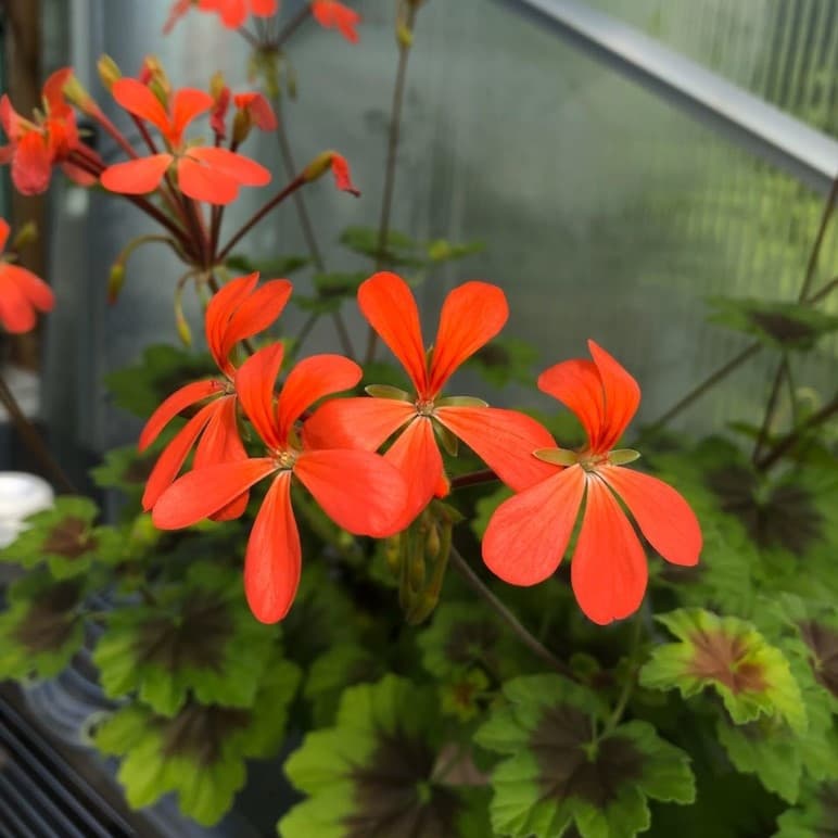 Dvärg-dekorativpelargon, kruka - Pelargonium x hortorum Little Fi-Fine
