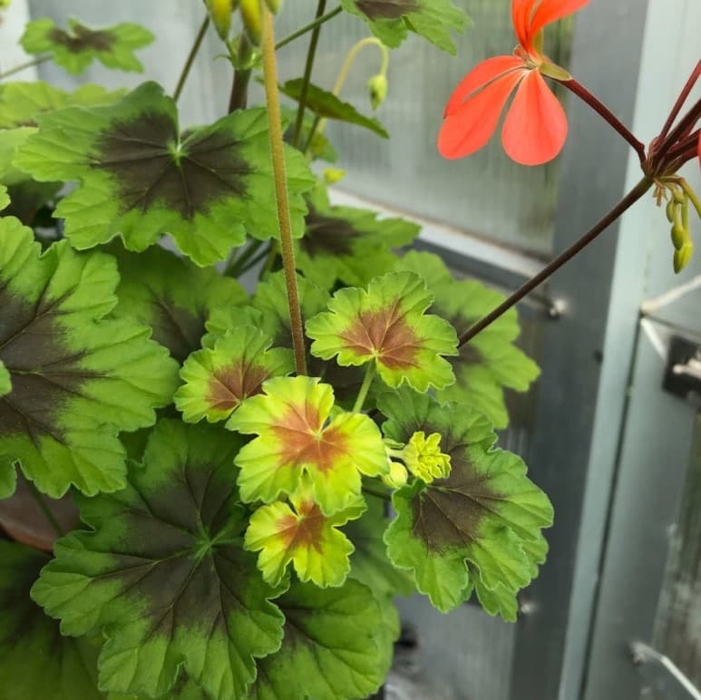 Dvärg-dekorativpelargon, kruka - Pelargonium x hortorum Little Fi-Fine view 2