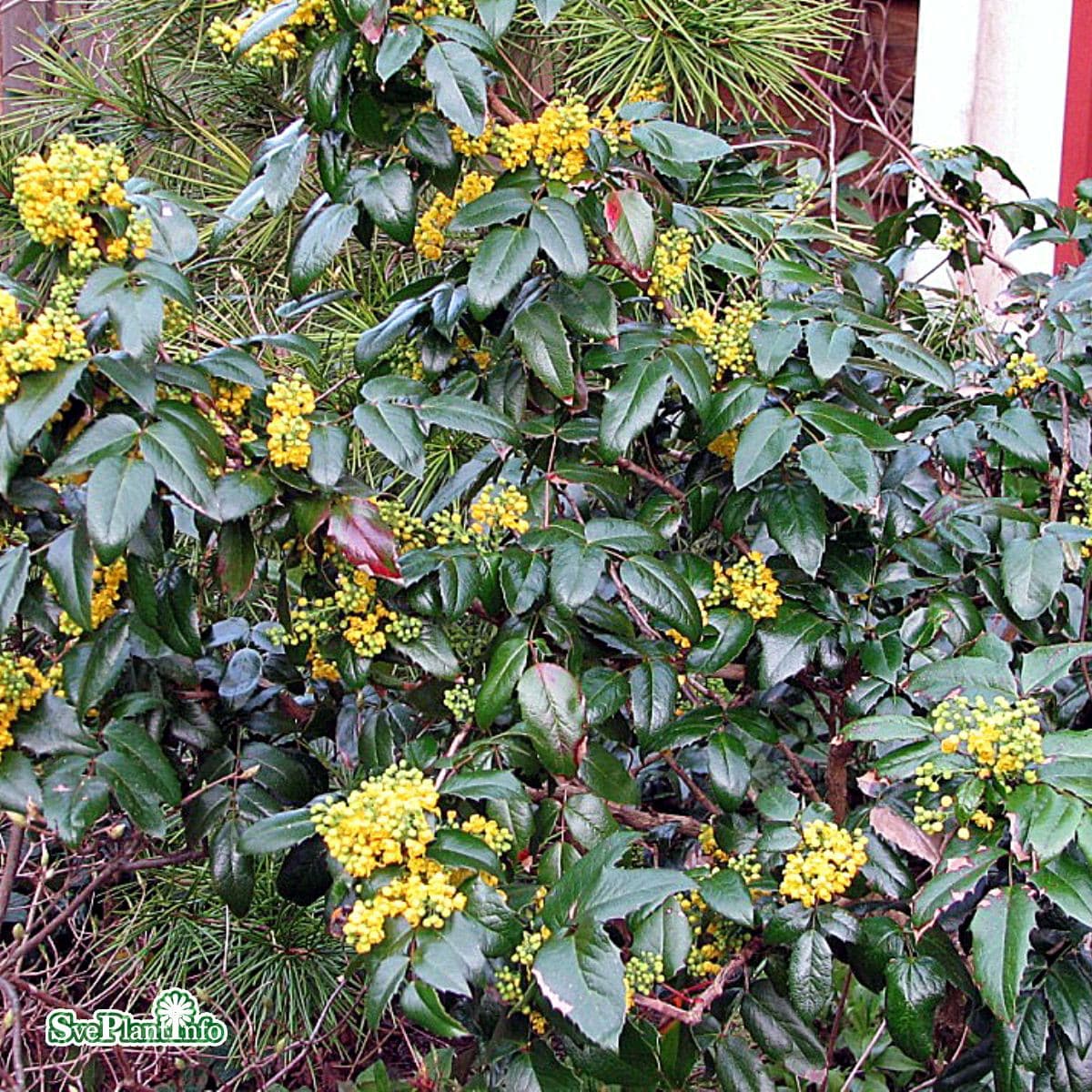 Mahonia - Mahonia aquifolium Smaragd (Storlek: 30-40 Co)