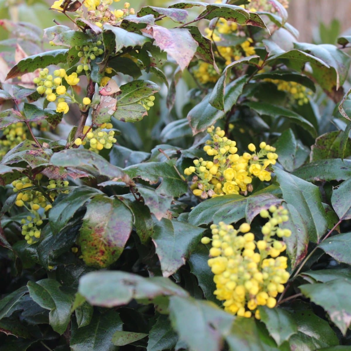 Mahonia - Mahonia aquifolium Smaragd (Storlek: 30-40 Co) view 2
