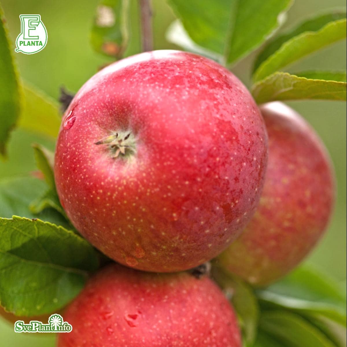 Höstäpple Låg Stam, Skånes Landskapsäpple - Malus domestica Aroma E (Storlek: stam P60 2 års co)