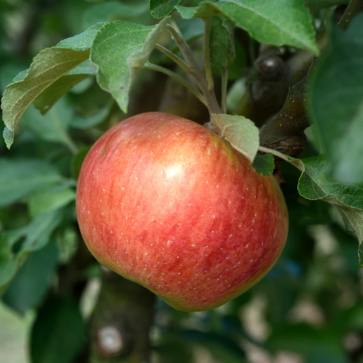 Sommaräpple, Östergötlands Landskapsäpple - Malus domestica Gyllenkroks Astrakan E (Storlek: stam A2 2 års co)