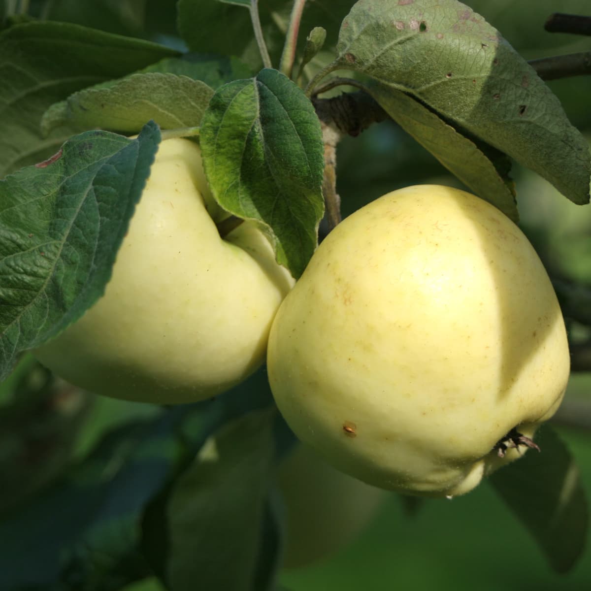 Sommaräpple Låg Stam Västerbottens Landskapsäpple - Malus domestica Transparente Blanche E (Storlek: stam B9 2 års co)