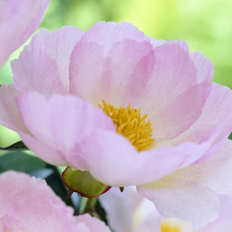 Luktpion, (höstleverans) - Paeonia lactiflora Pink Dawn