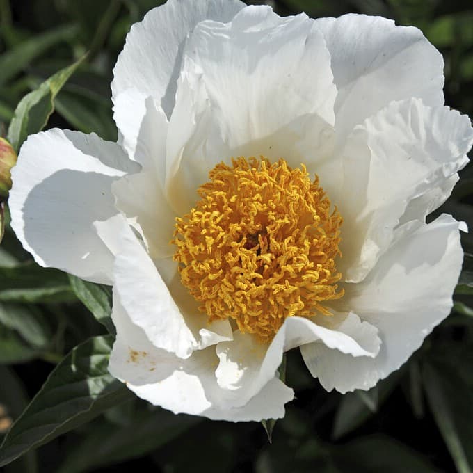 Luktpion, (höstleverans) - Paeonia lactiflora White Wings