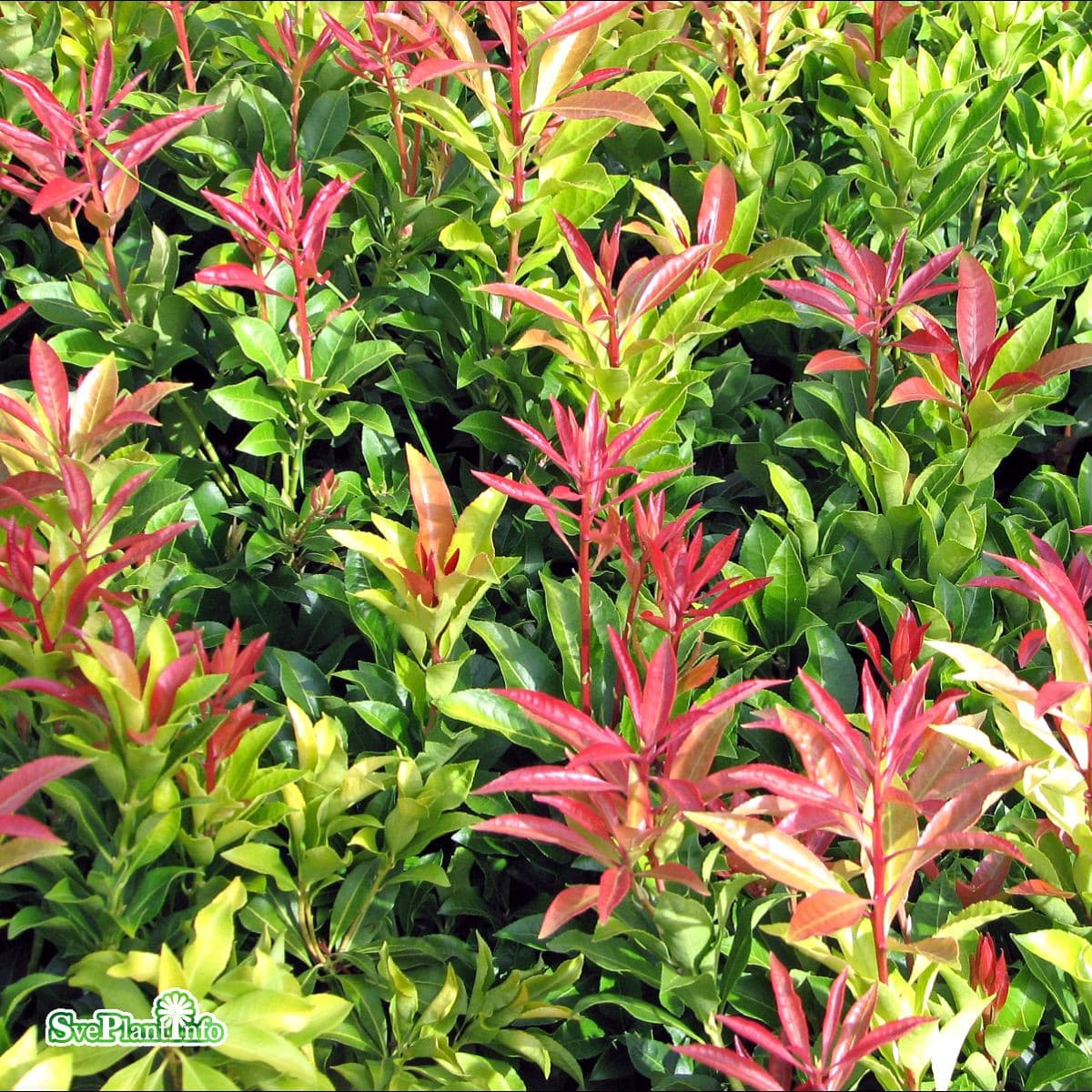 Japansk Buskrosling - Pieris japonica Mountain Fire (Storlek: 25-30 co)