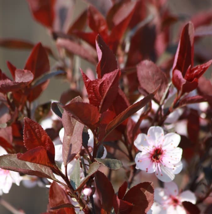 Blodplommon - Prunus cerasifera Nigra (Storlek: 150 stam co) view 2