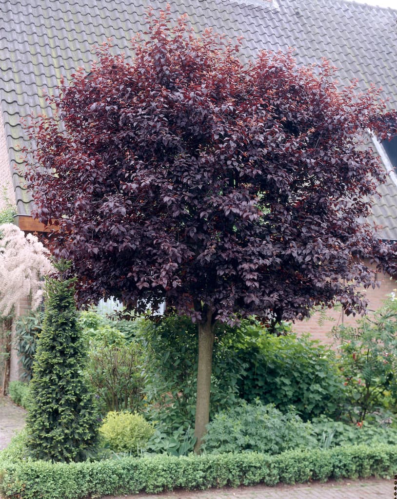 Blodplommon - Prunus cerasifera Nigra (Storlek: 120 stam co)