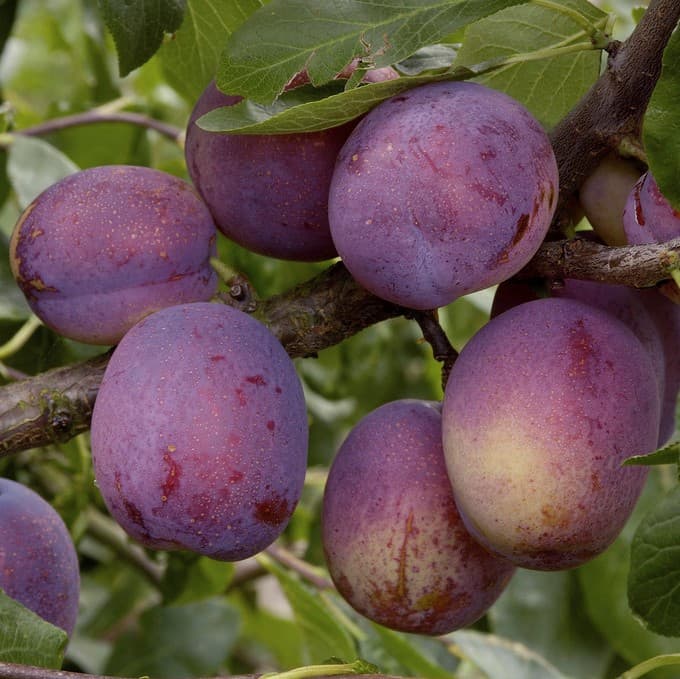 Plommon - Prunus domestica Jubileum ® E (Storlek: stam P. cer 2 års co)