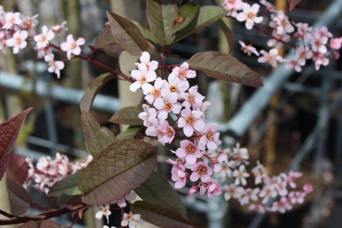 Blodhägg - Prunus padus Colorata (Storlek: 120 stam co)
