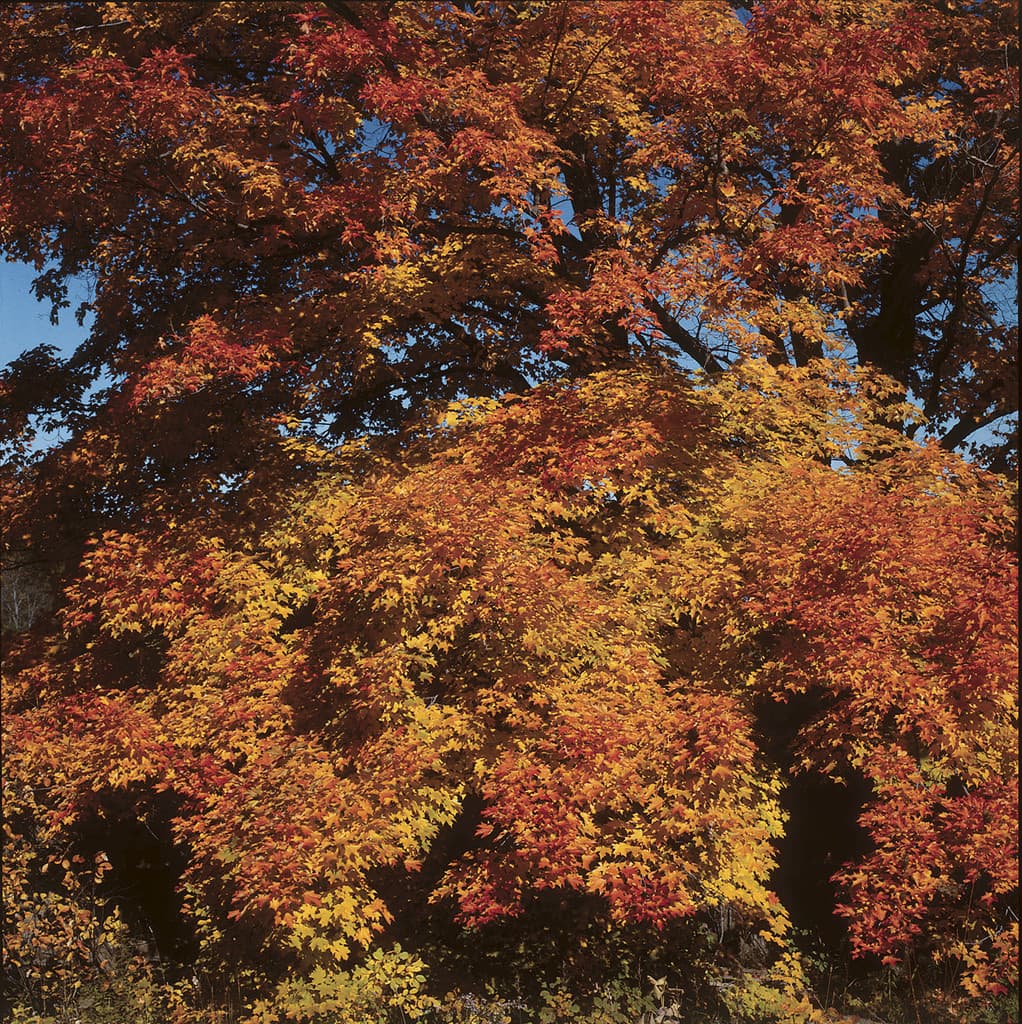 Rödek - Quercus rubra E (Storlek: utr 150-200 co)