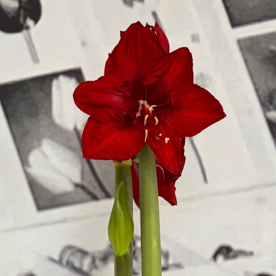 Amaryllis - Hippeastrum Red Lady ®