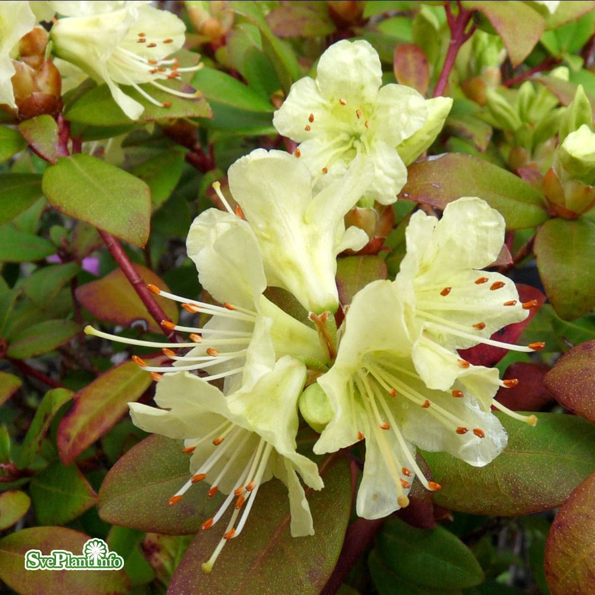 Dvärgrododendron - Rhododendron keiskei hybr. Shamrock (Storlek: 20-25 C2) view 2
