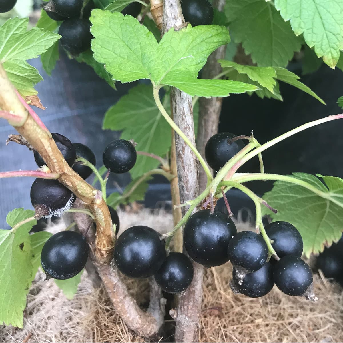 Svarta Vinbär - Ribes nigrum Ben Gairn ® (Storlek: busk C3,5)