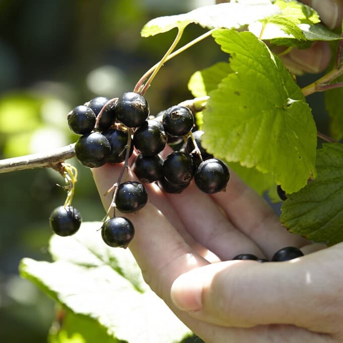 Svarta Vinbär - Ribes nigrum Ben Sarek (Storlek: busk C3,5)