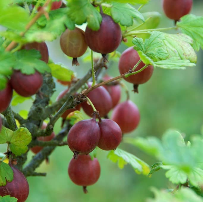 Röda Krusbär - Ribes grossularia Captivator (Storlek: busk C3,5)